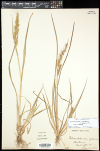 Echinochloa muricata var. muricata image