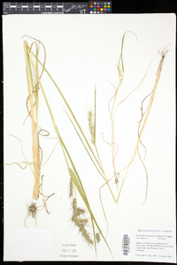 Echinochloa muricata var. muricata image