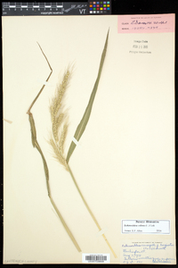 Echinochloa colona image