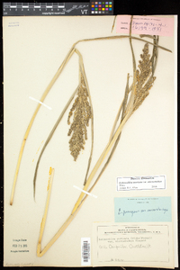 Echinochloa muricata var. microstachya image