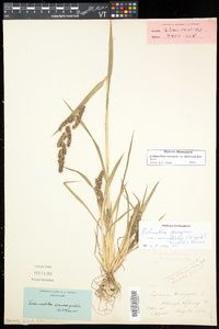 Echinochloa muricata var. microstachya image