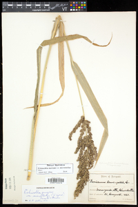 Echinochloa muricata var. microstachya image