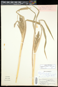Echinochloa muricata var. microstachya image