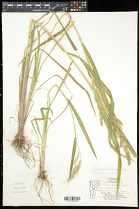 Echinochloa muricata var. microstachya image