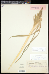 Echinochloa muricata var. microstachya image