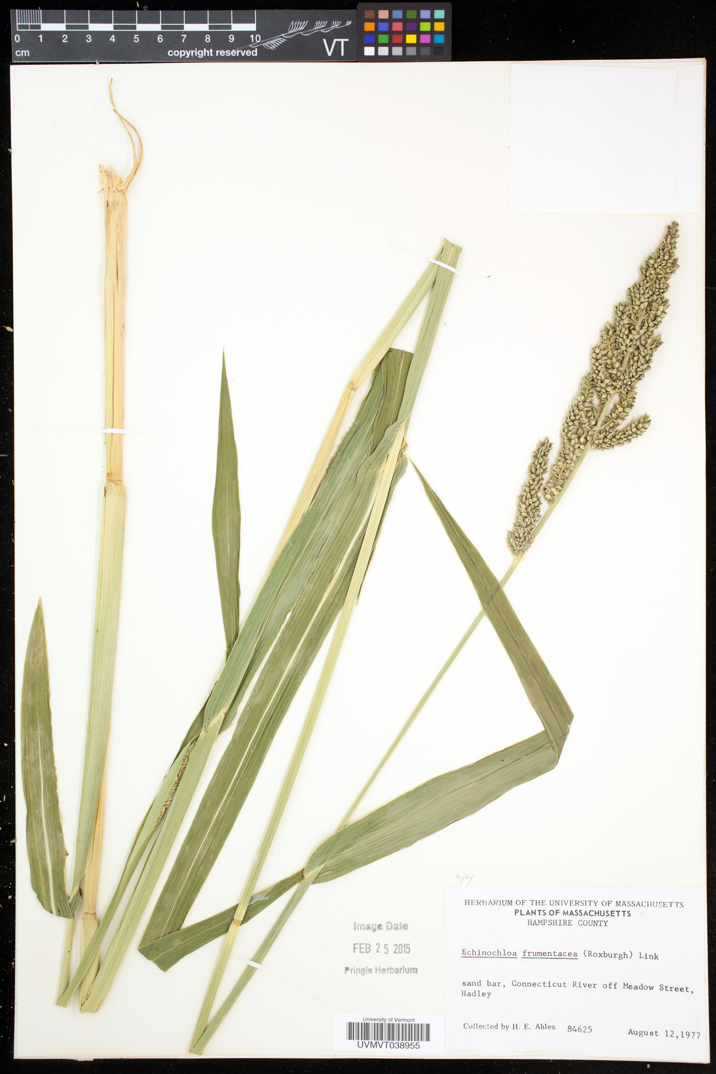 Echinochloa frumentacea image