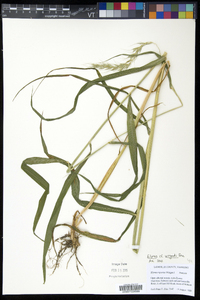 Elymus wiegandii image