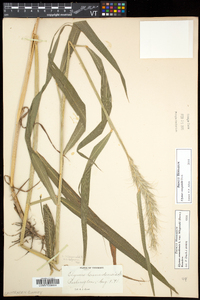 Elymus wiegandii image