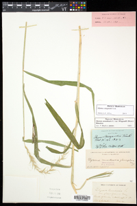 Elymus wiegandii image