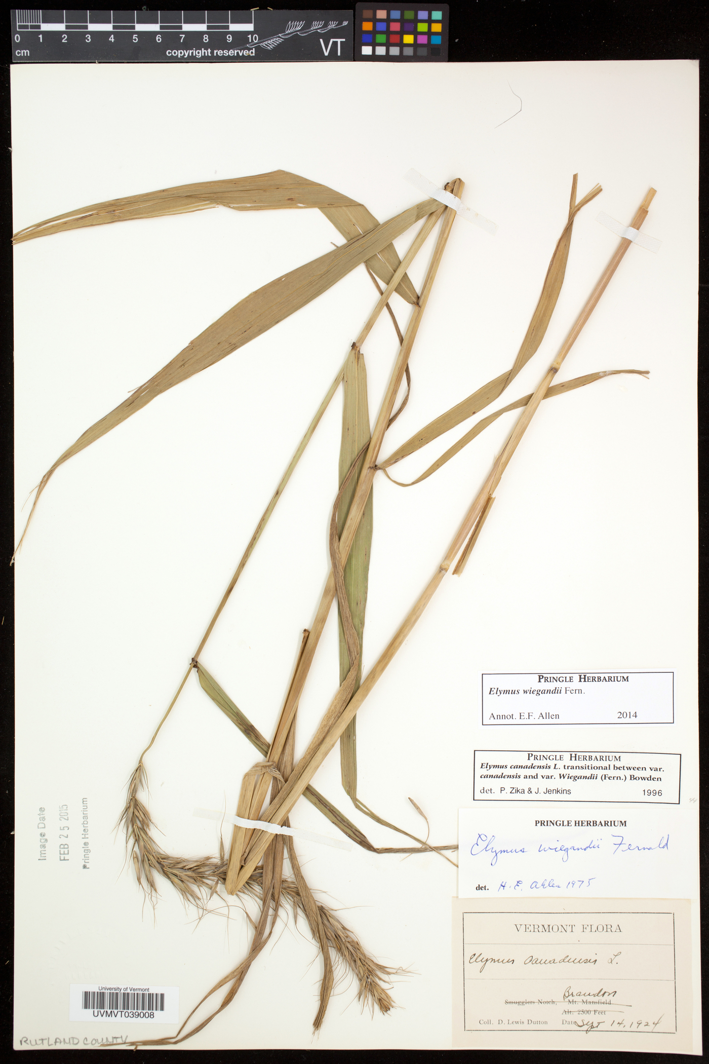 Elymus wiegandii image