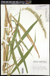 Elymus wiegandii image