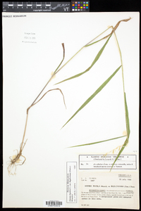 Elymus hystrix image