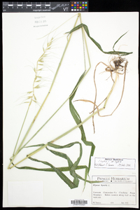 Elymus hystrix image