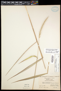 Elymus riparius image