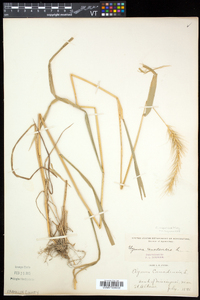 Elymus riparius image