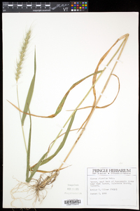 Elymus riparius image