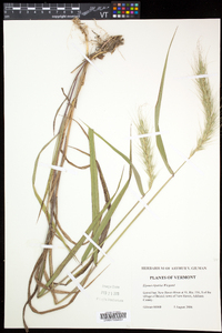 Elymus riparius image