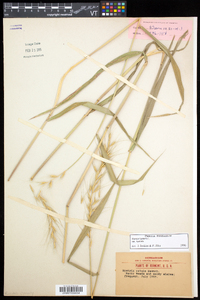 Elymus hystrix image