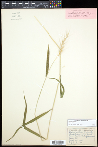 Elymus hystrix image