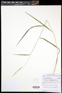 Elymus trachycaulus subsp. trachycaulus image