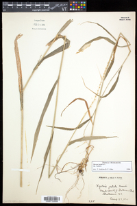 Elymus hystrix image