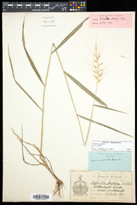 Elymus hystrix image