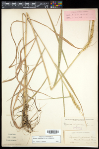 Elymus virginicus var. virginicus image