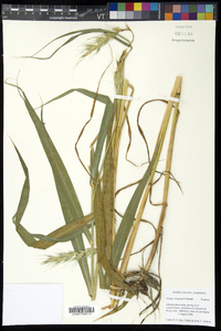 Elymus wiegandii image