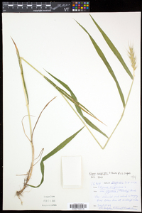 Elymus macgregorii image