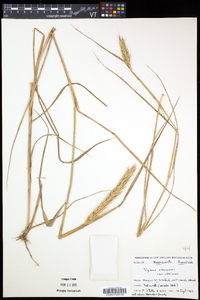 Elymus virginicus var. virginicus image