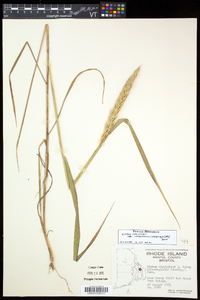 Elymus virginicus var. intermedius image