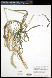 Elymus wiegandii image