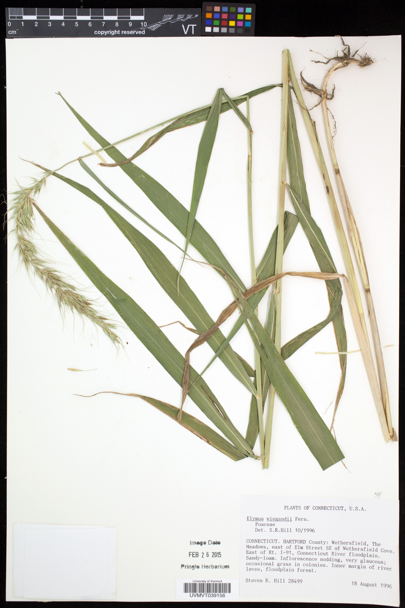 Elymus wiegandii image