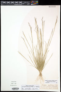 Aristida dichotoma image