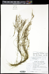 Potamogeton berchtoldii image