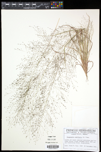 Eragrostis capillaris image