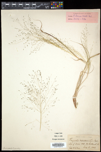 Eragrostis capillaris image