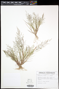 Eragrostis frankii image