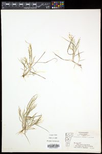 Eragrostis frankii image