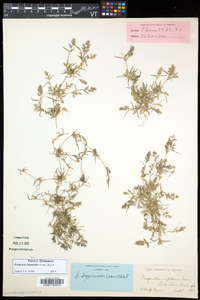 Eragrostis hypnoides image