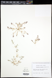 Eragrostis hypnoides image