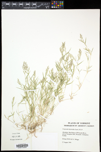 Eragrostis hypnoides image