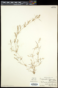 Eragrostis hypnoides image