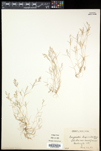 Eragrostis hypnoides image