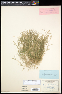 Eragrostis hypnoides image