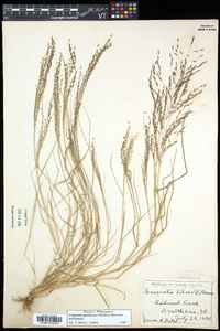 Eragrostis pectinacea var. pectinacea image