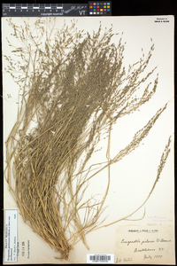 Eragrostis pectinacea var. pectinacea image