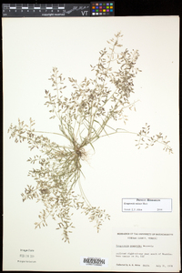 Eragrostis minor image