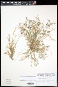 Eragrostis minor image