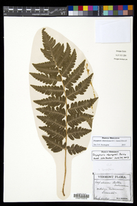 Dryopteris clintoniana image